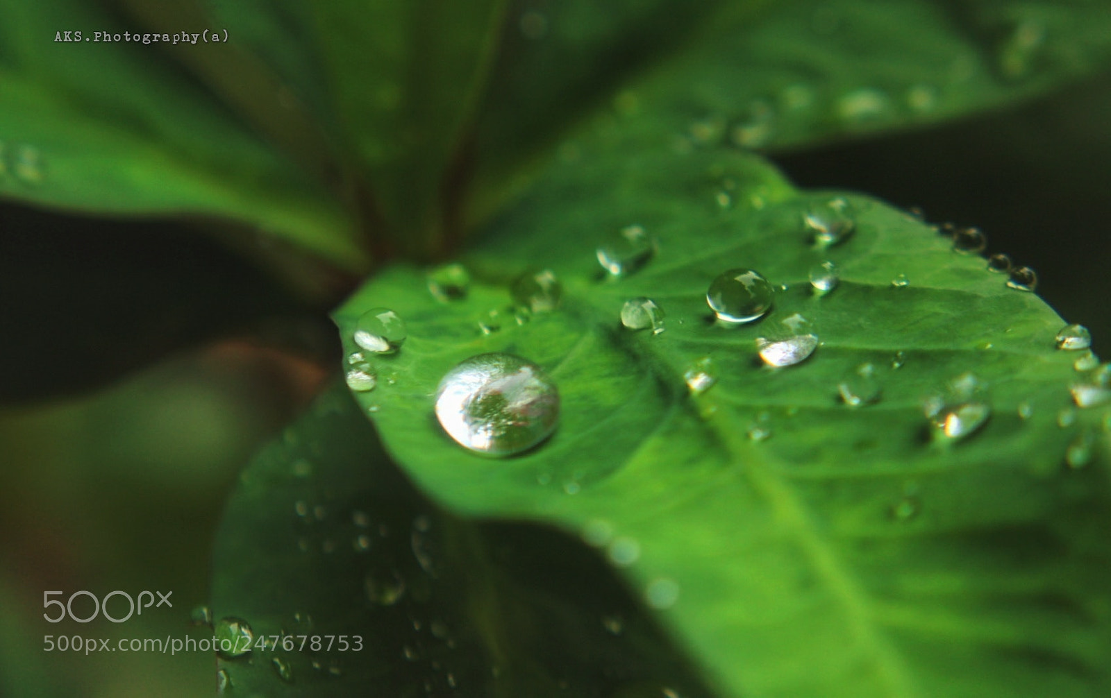 Canon EOS 1300D (EOS Rebel T6 / EOS Kiss X80) sample photo. Water drop on the photography