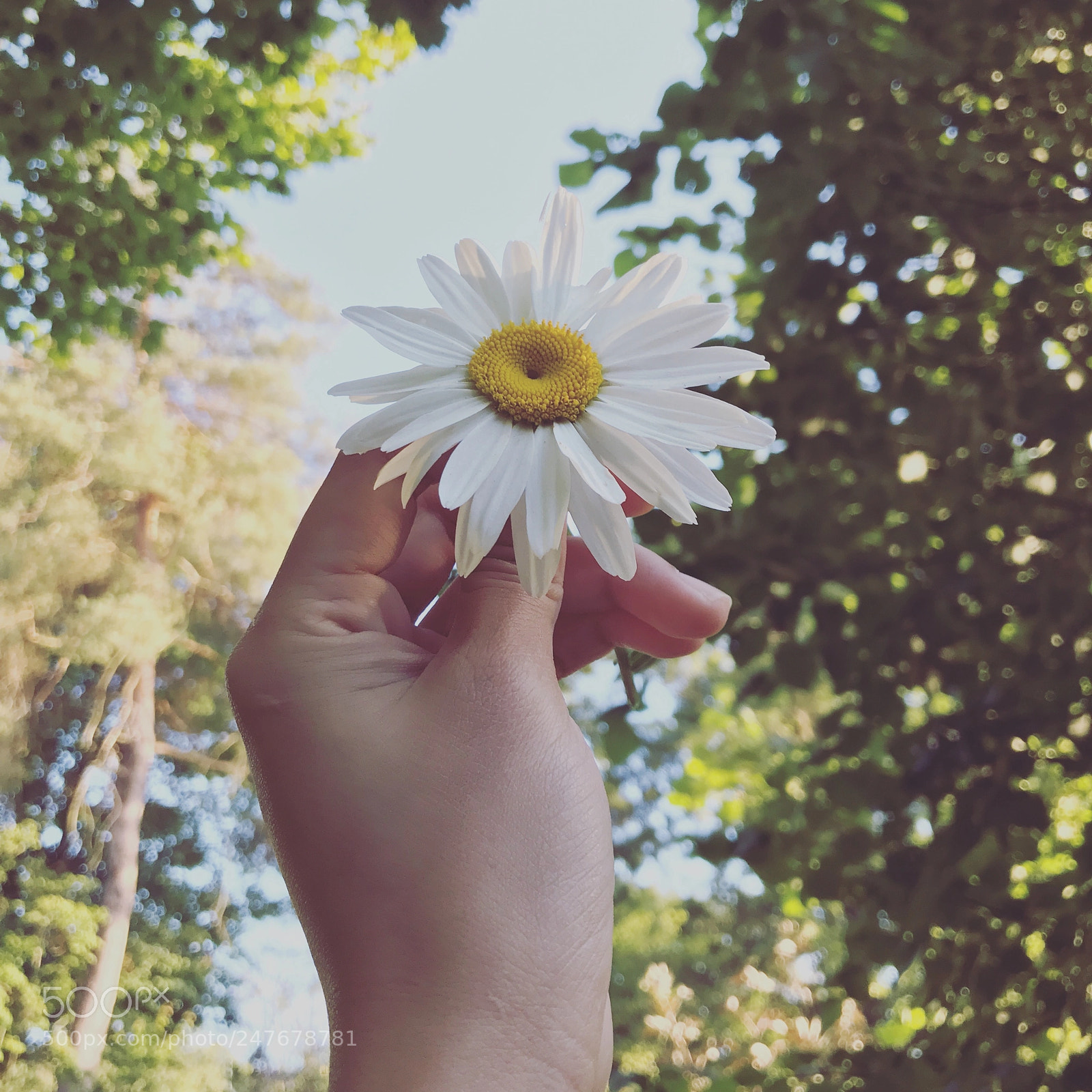 Apple iPhone 7 Plus sample photo. Wild daisy. photography