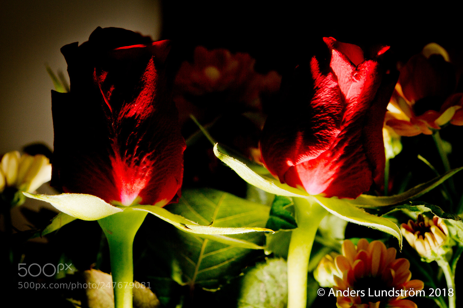 Canon EOS 7D sample photo. Rosor hos hällstigs photography