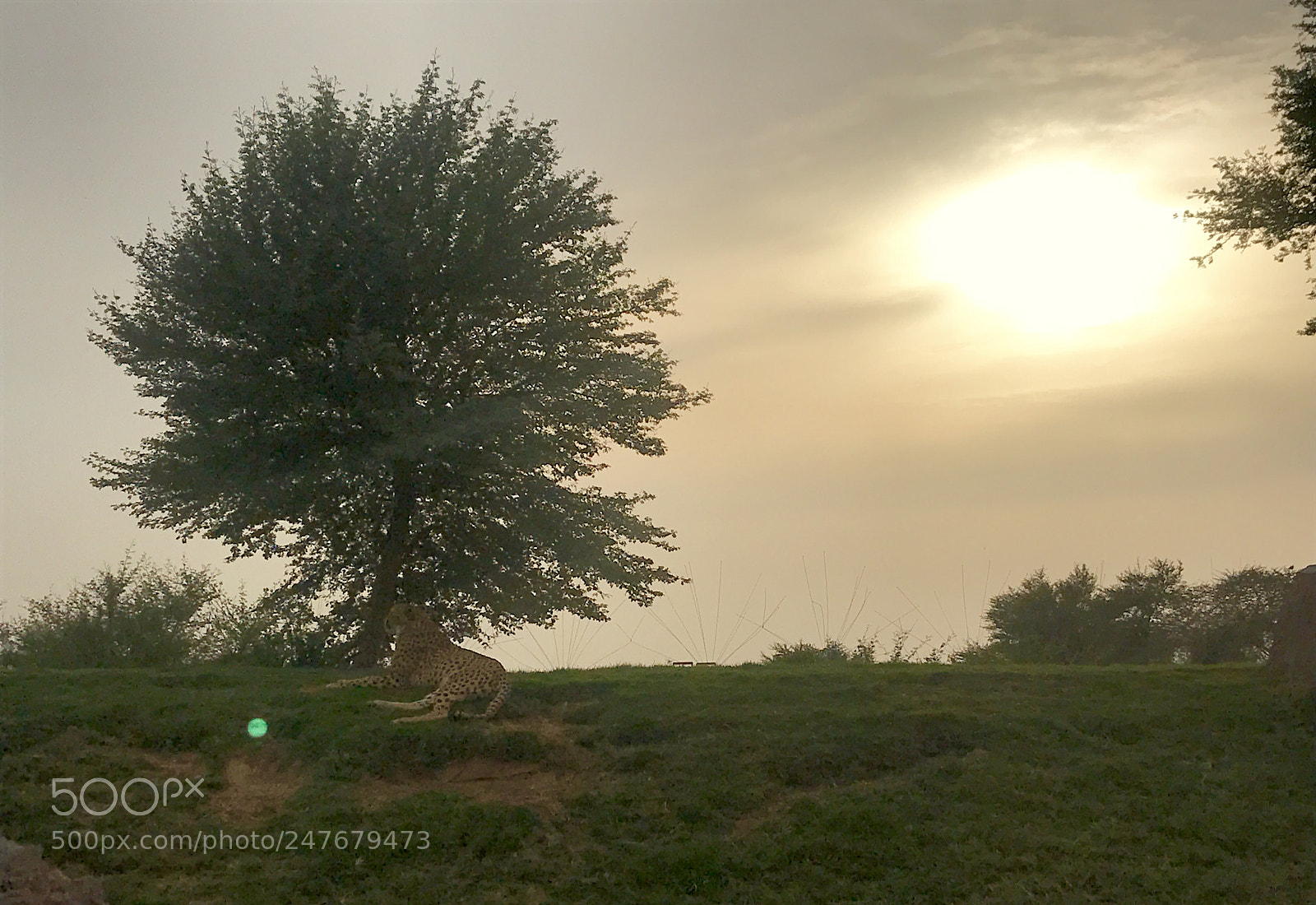 Apple iPhone 7 sample photo. Cheetah relaxing photography