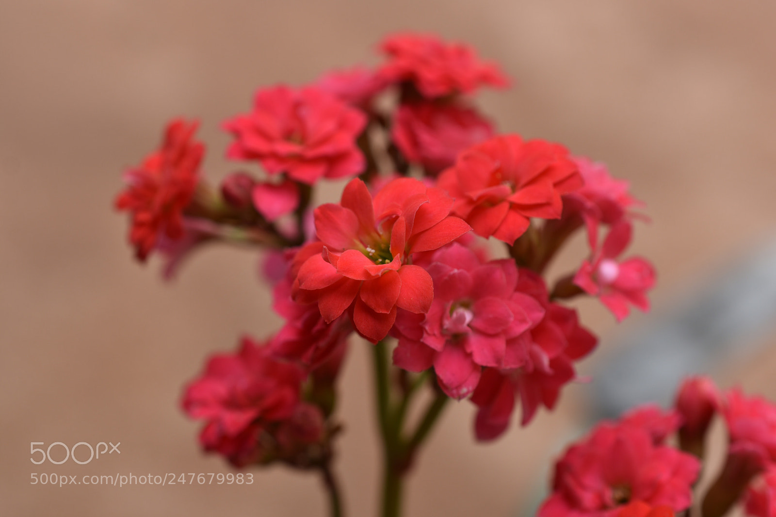 Nikon D3400 sample photo. Floral miniatures in red photography