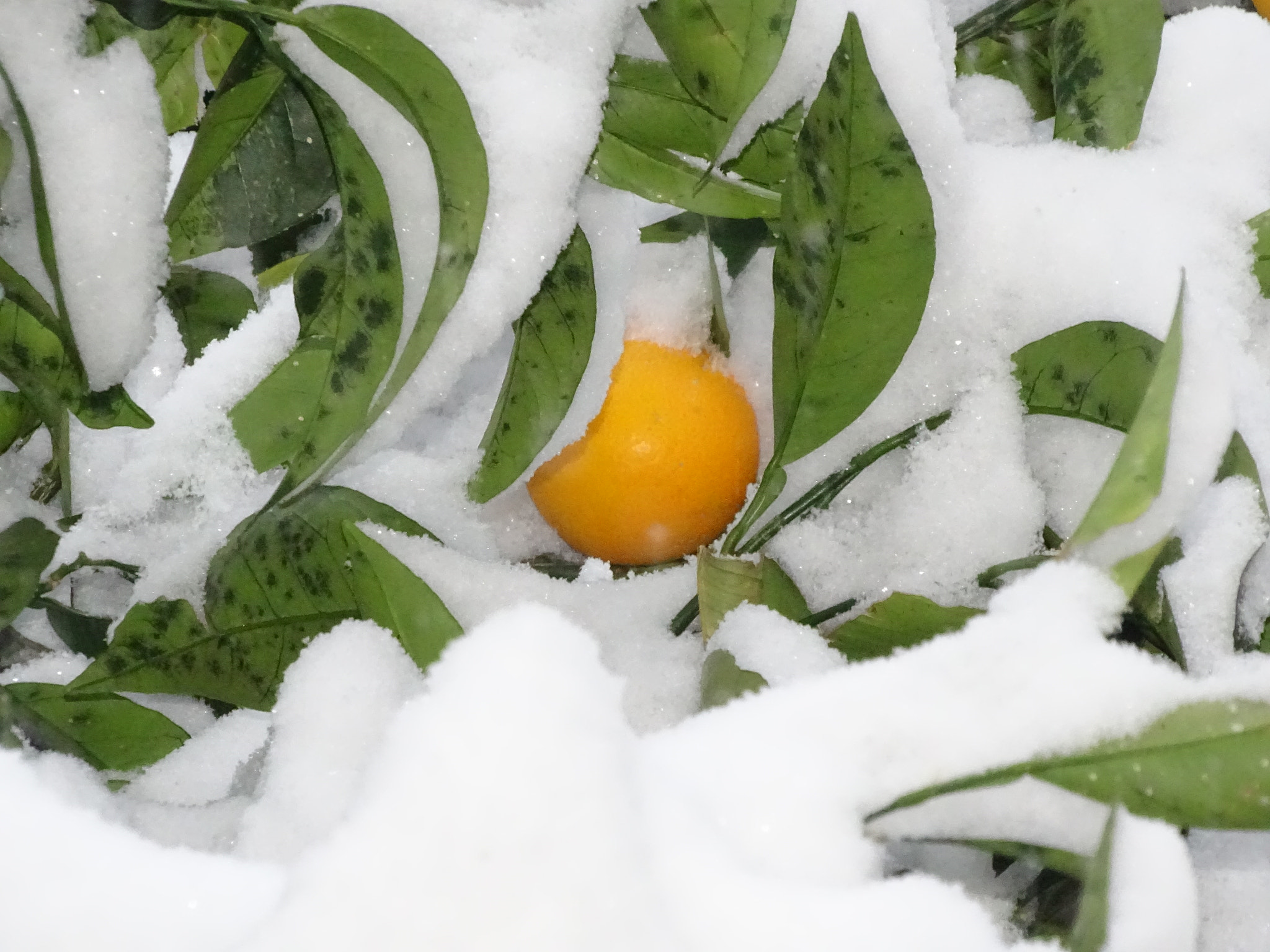 Sony Cyber-shot DSC-HX350 sample photo. Frozen fruit photography