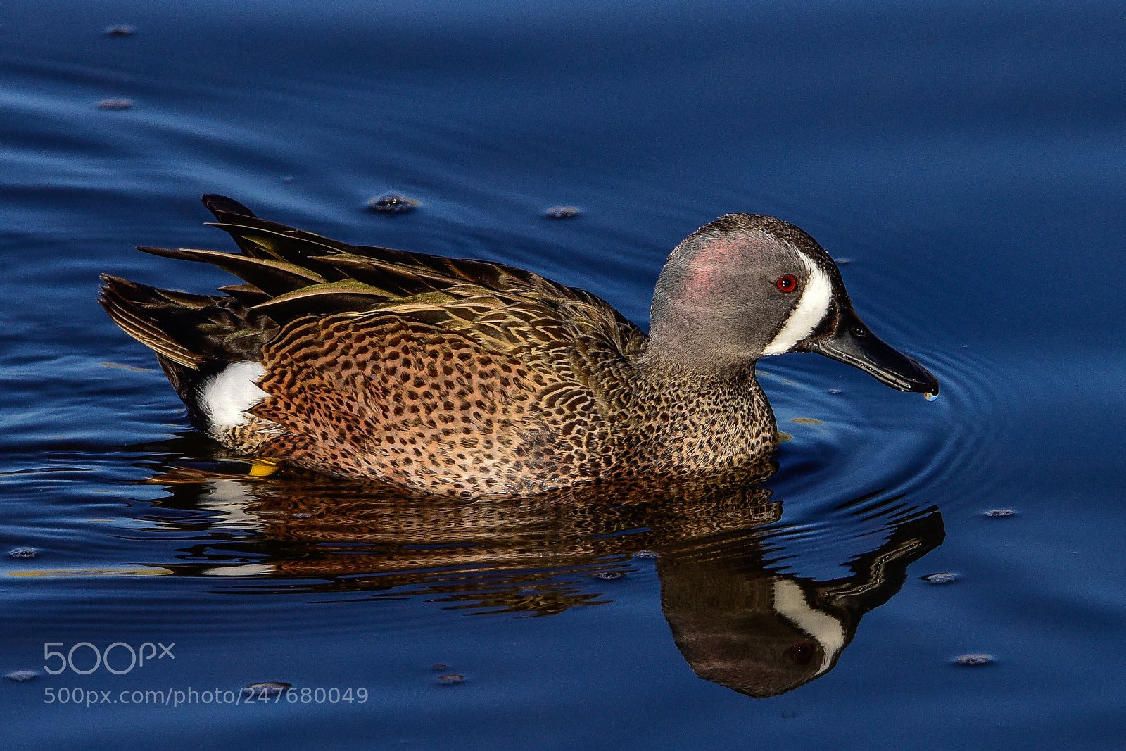 Nikon D810 sample photo. Bluewing teal photography