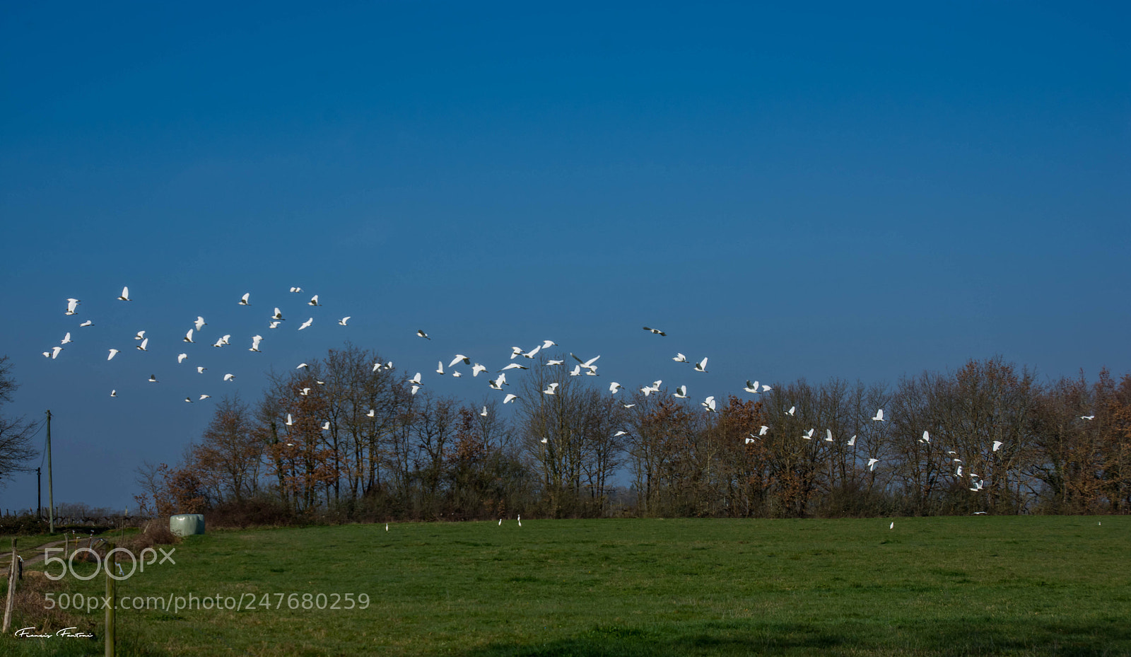 Nikon D7200 sample photo. Envol e de garde photography