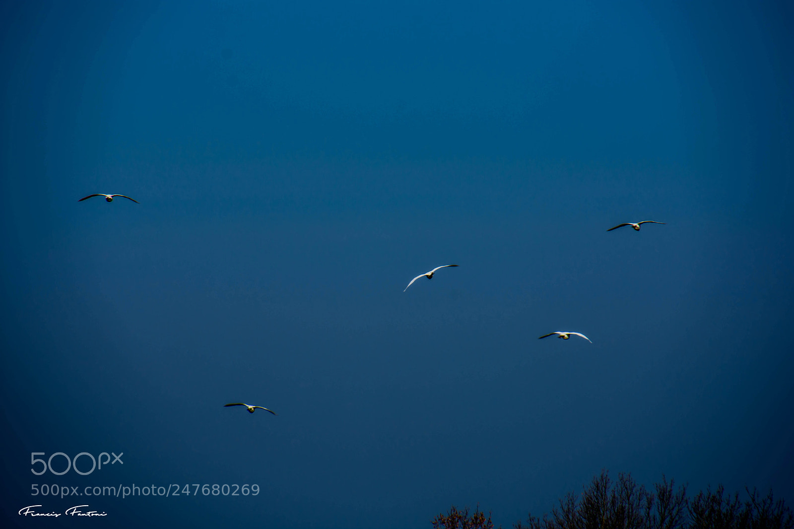 Nikon D7200 sample photo. Envol e de garde photography