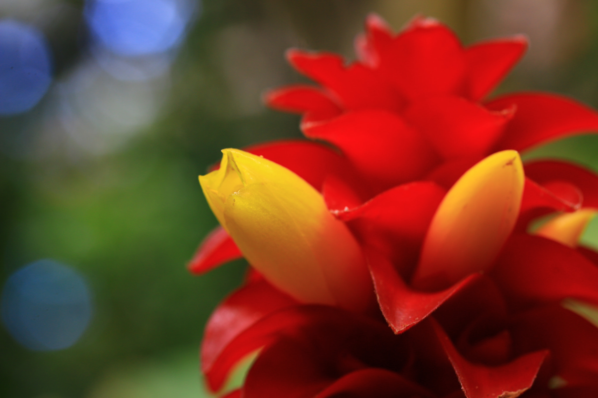 Canon EOS 70D + Canon EF-S 60mm F2.8 Macro USM sample photo. Red & yellow bloom photography