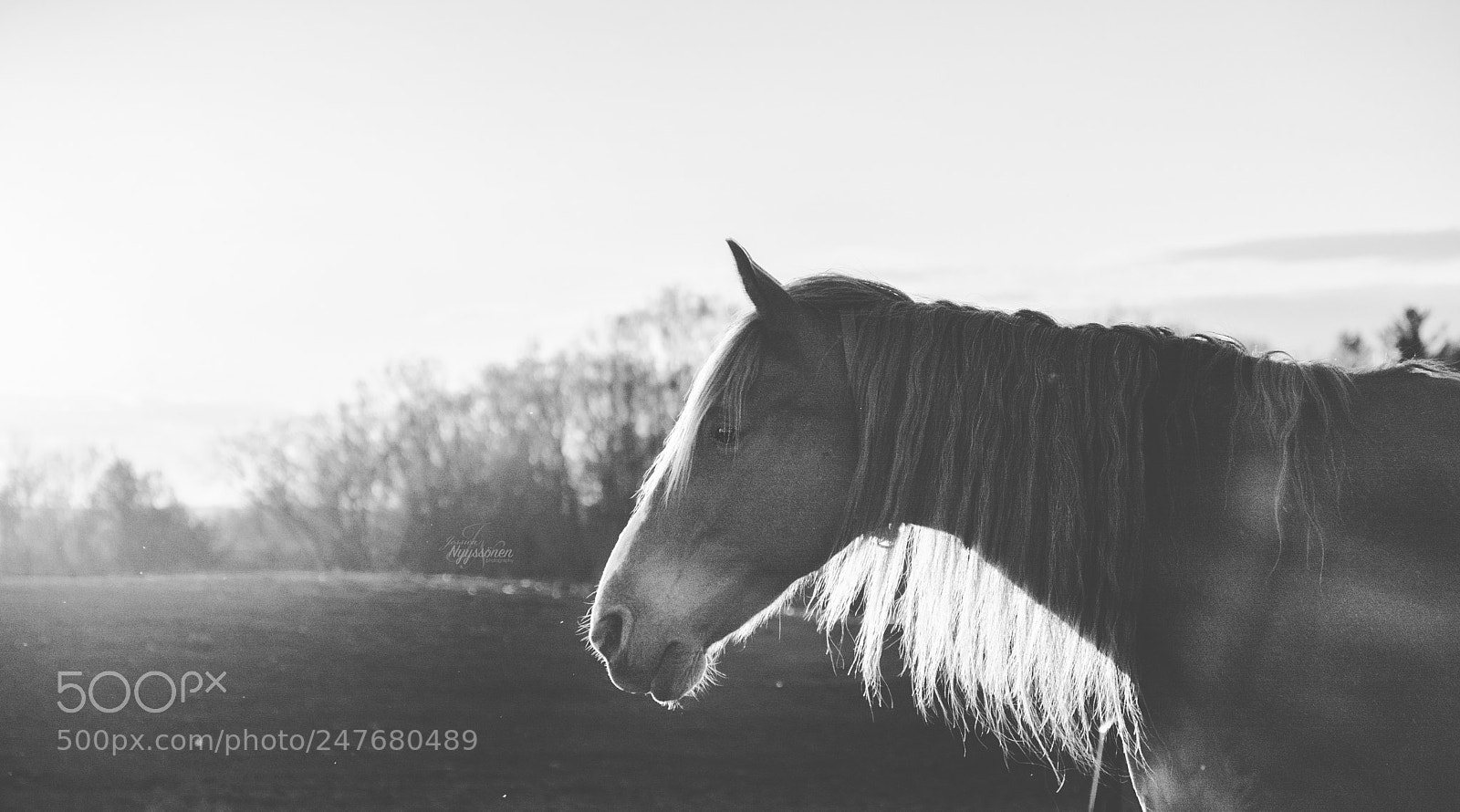 Nikon D7100 sample photo. Dozer bw photography
