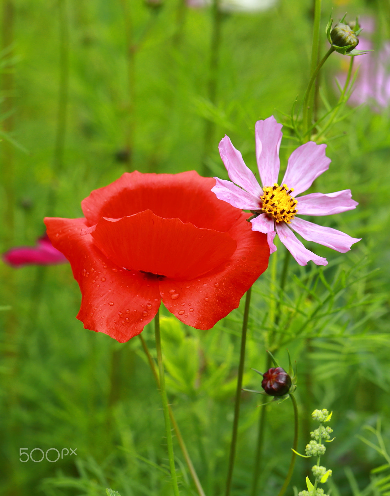 Canon EF 100mm F2.8L Macro IS USM sample photo. Poppy 2017 photography