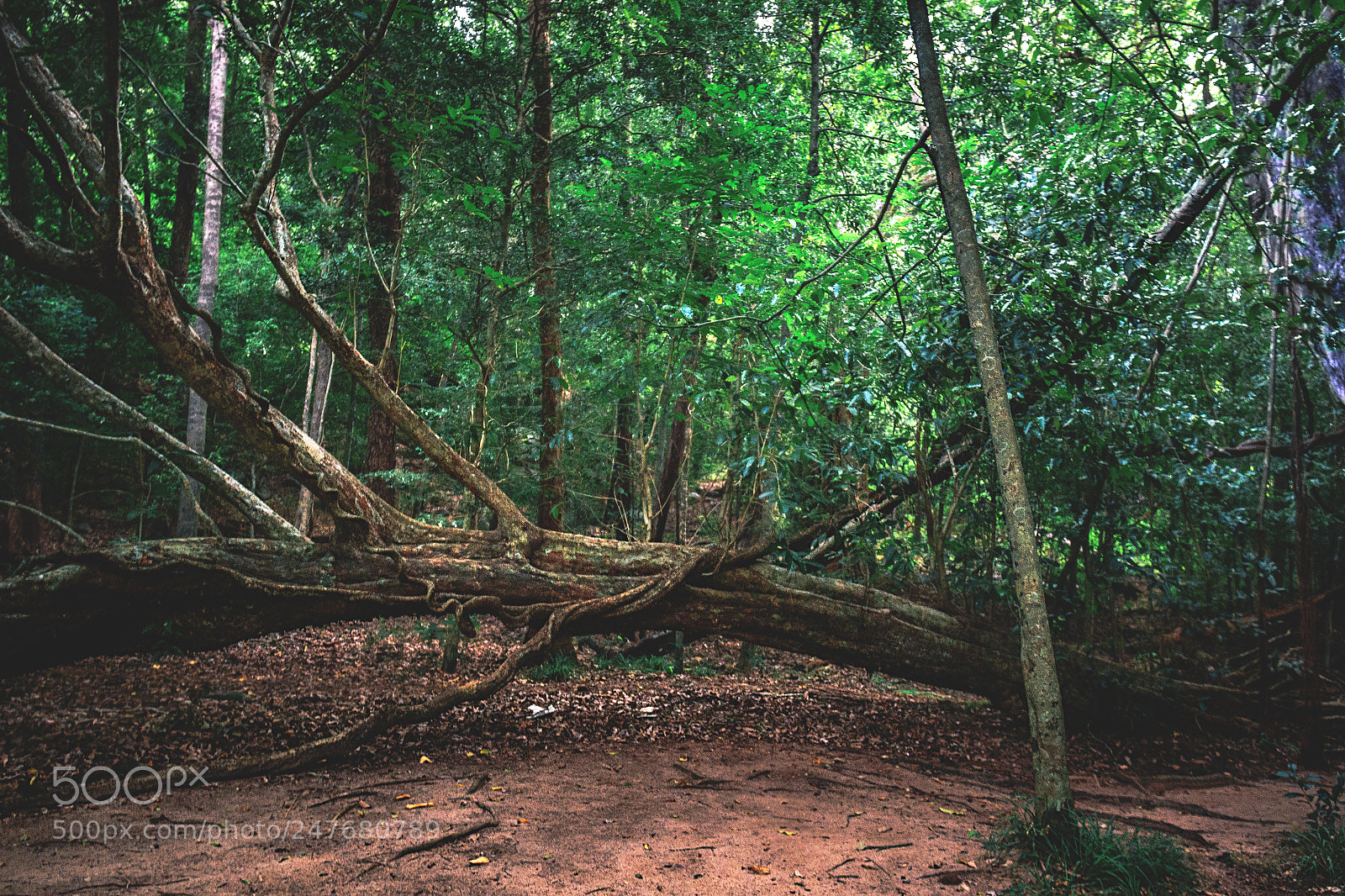 Canon EOS 600D (Rebel EOS T3i / EOS Kiss X5) sample photo. The kaludiya pokuna forest photography