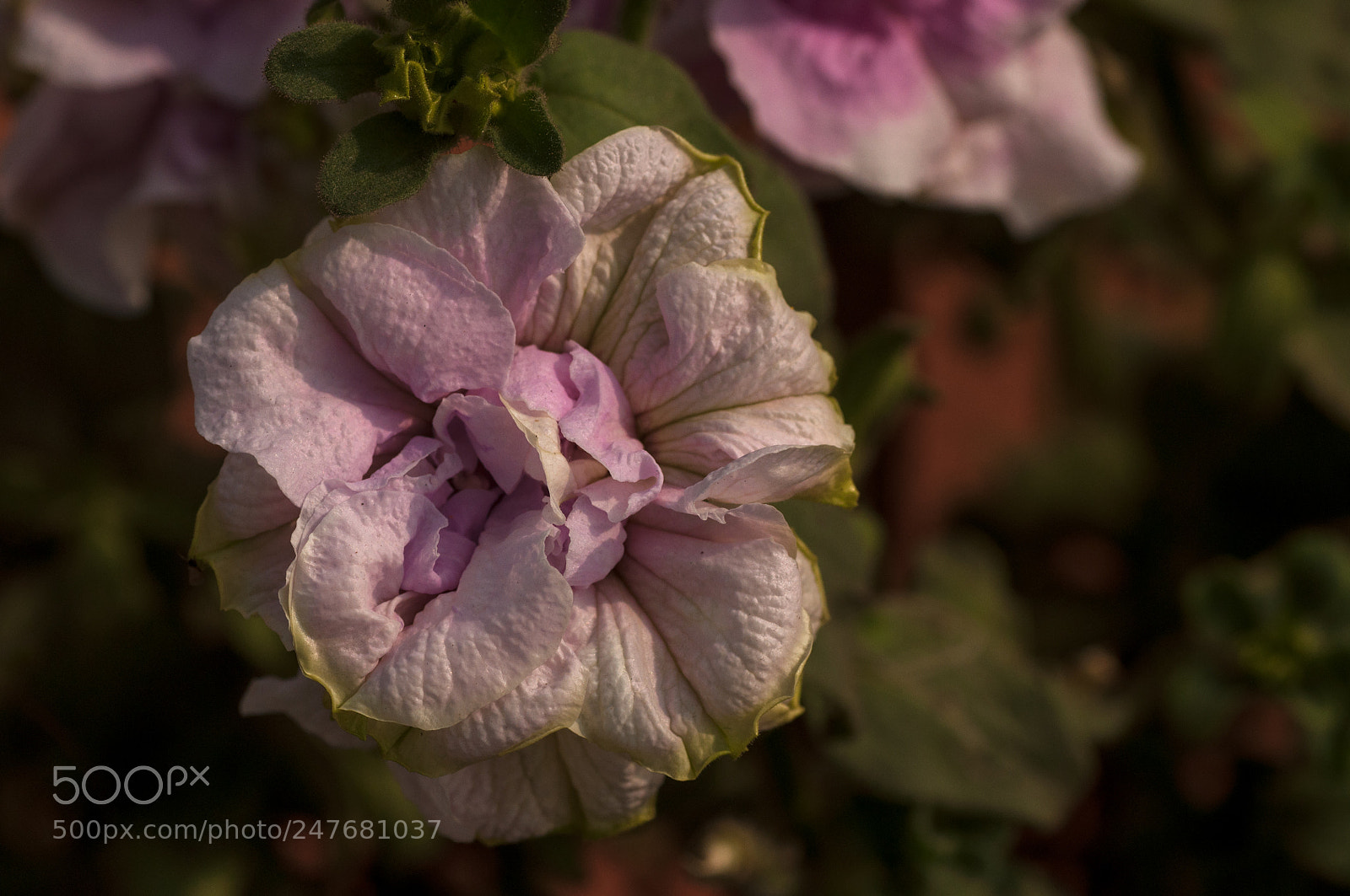 Nikon D90 sample photo. A petunia (double) photography