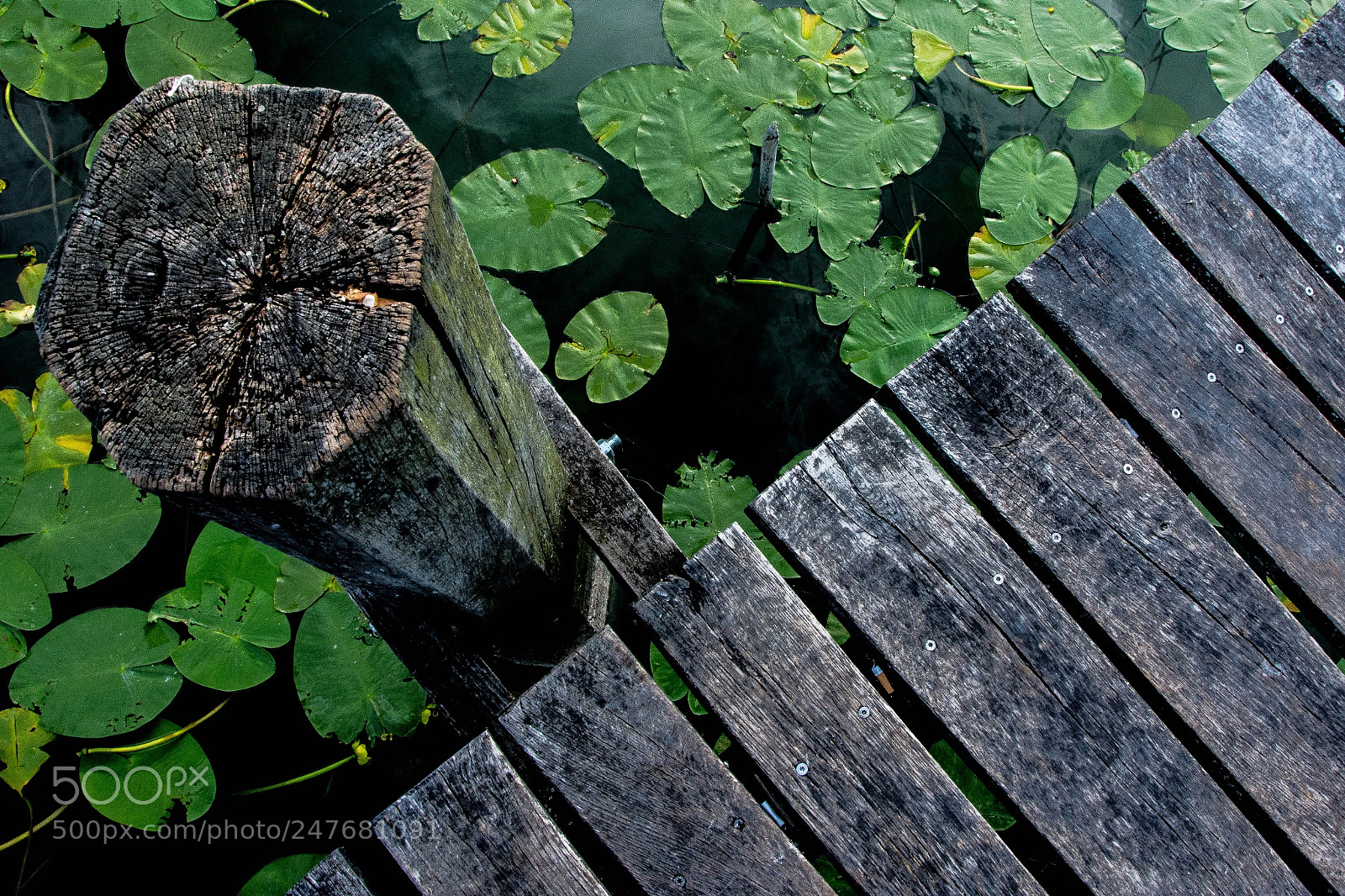 Nikon D7100 sample photo. Env lily leaves and photography