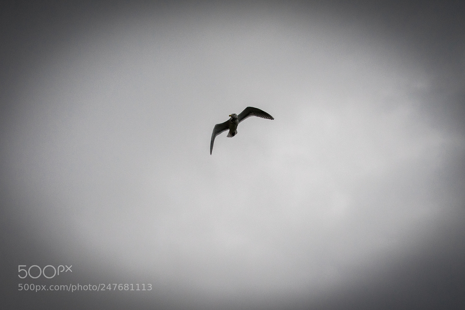 Sony a7 II sample photo. Bird photography
