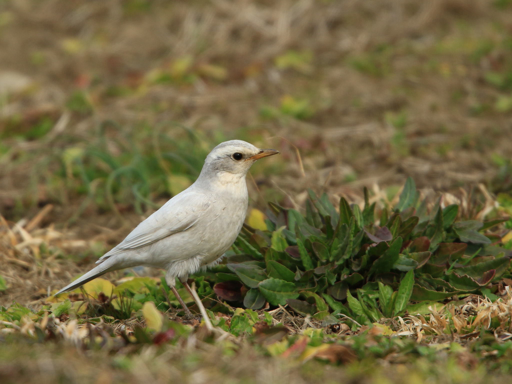 Canon EF 400mm F2.8L IS USM sample photo. 白いツグミ  dusky thrush photography