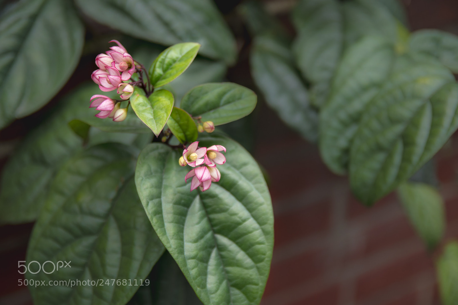 Canon EOS 80D sample photo. *** photography