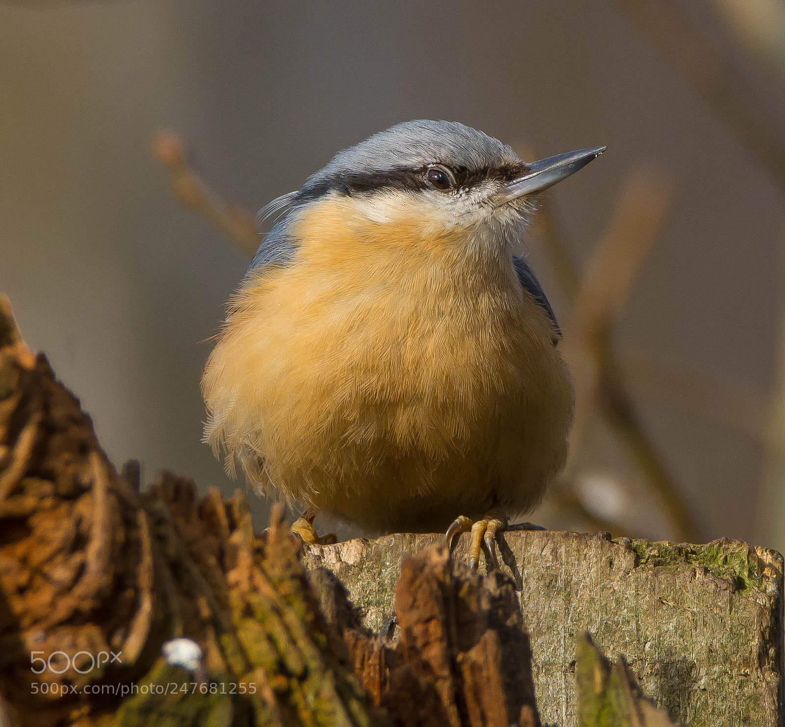 Nikon D7100 sample photo. A chubby nuthatch photography