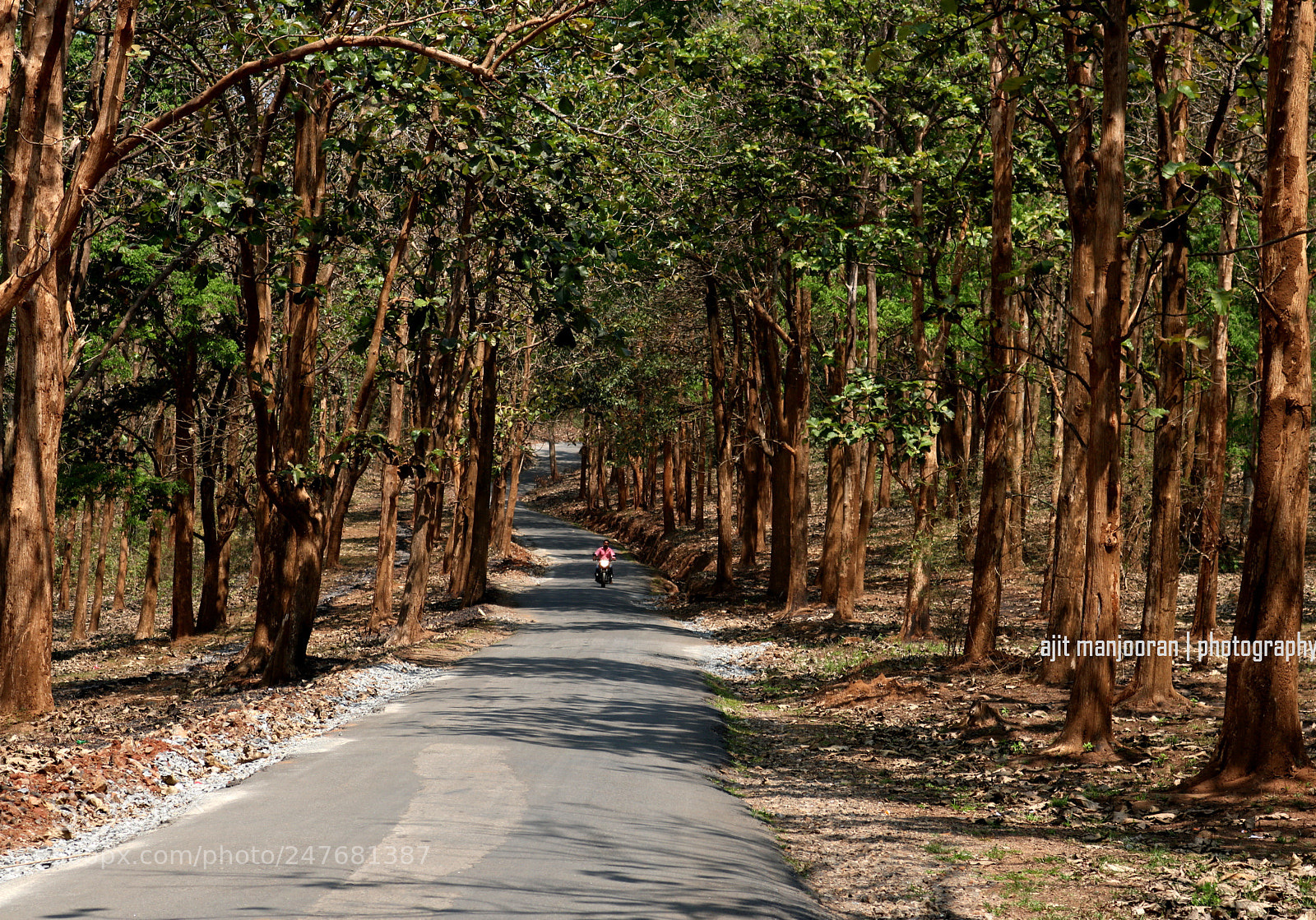 Canon EOS 750D (EOS Rebel T6i / EOS Kiss X8i) sample photo. Into the woods photography