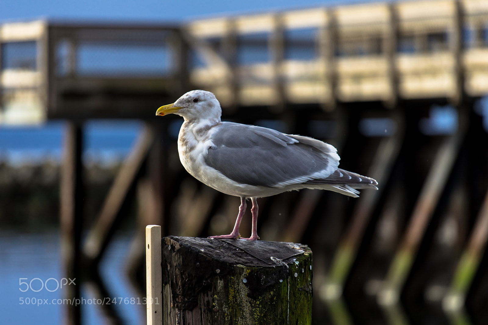 Sony a7 II sample photo. Bird photography