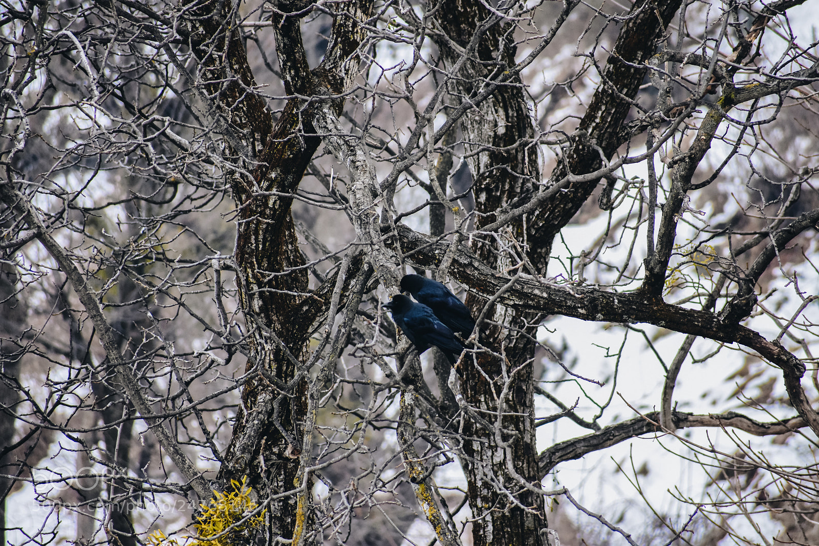 Nikon D7200 sample photo. Couples photography