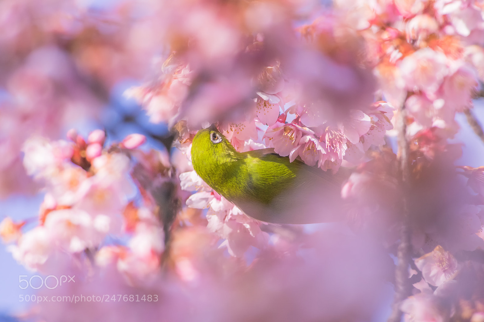 Pentax K-3 II sample photo. Japanese white-eye photography