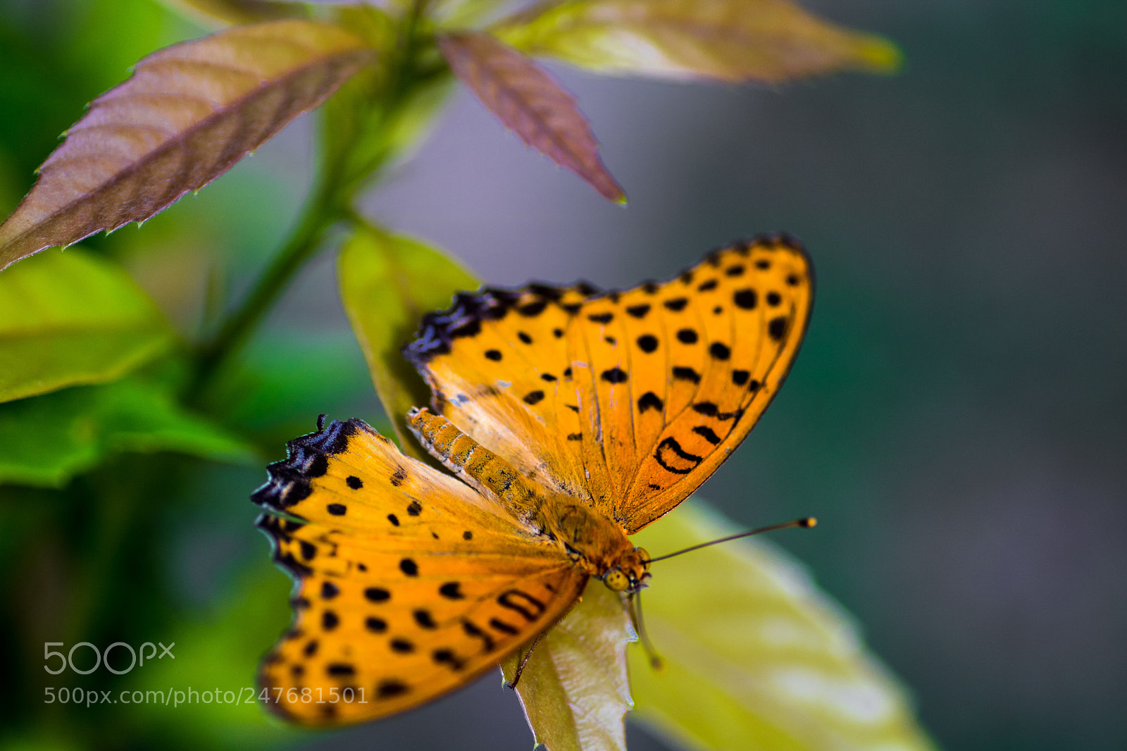 Canon EOS 760D (EOS Rebel T6s / EOS 8000D) sample photo. Yellow photography