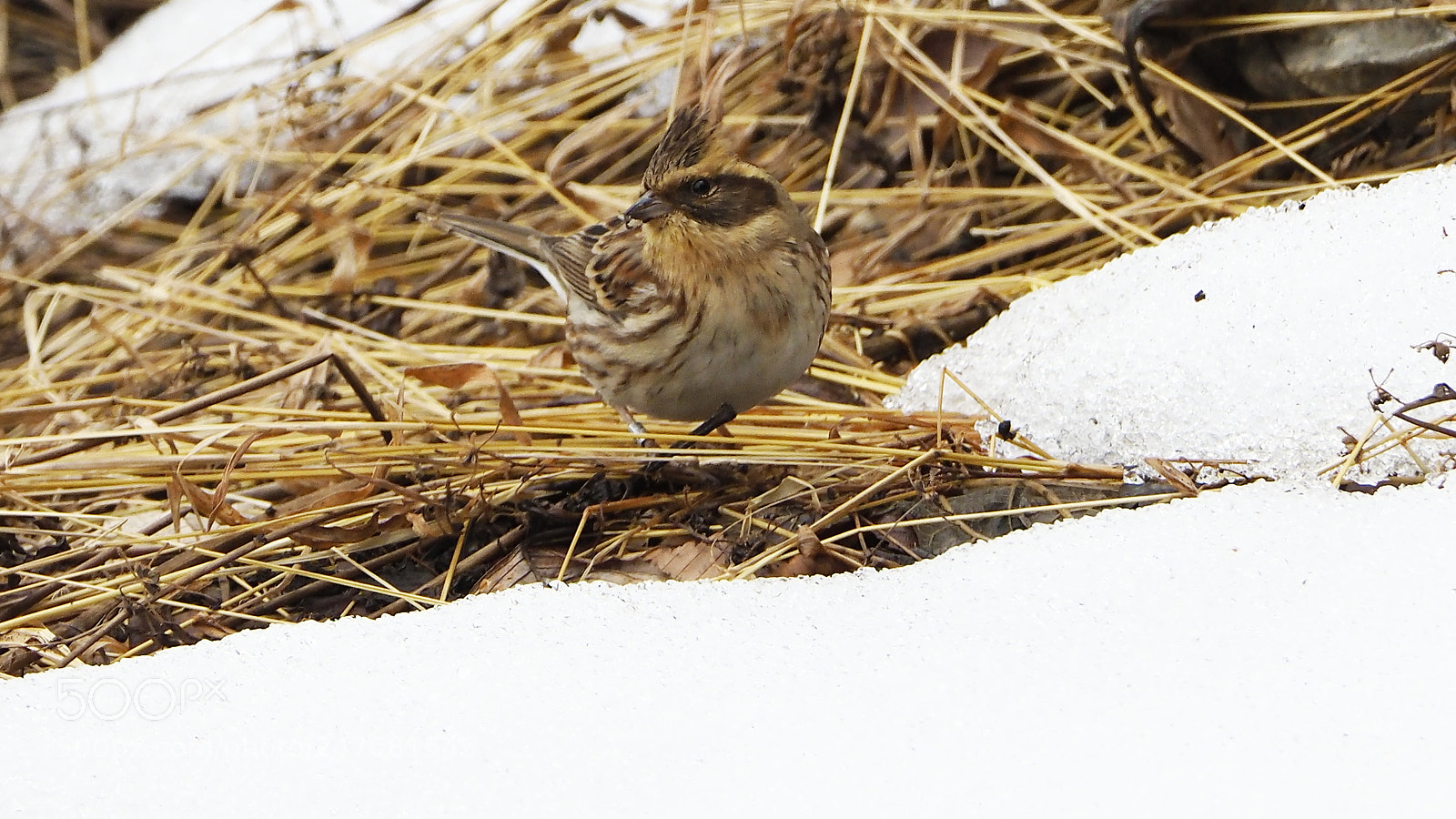 Olympus OM-D E-M1 Mark II sample photo. Yellow-throated bunting(female) photography