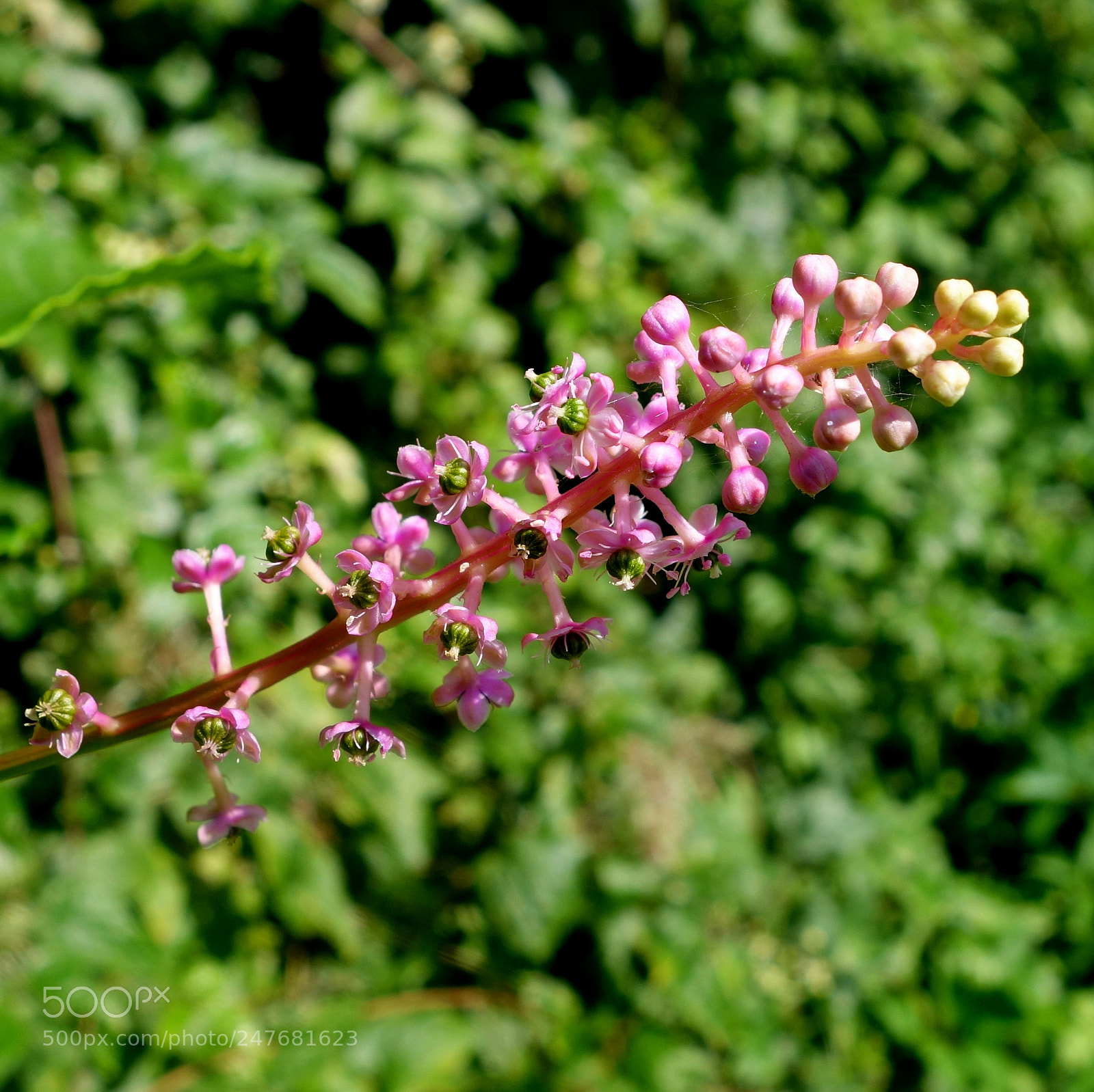 Sony Cyber-shot DSC-RX100 II sample photo. () cvp lot photography