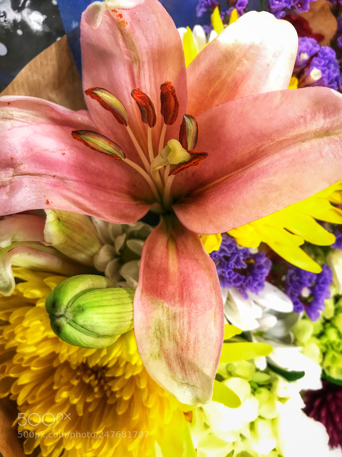 Apple iPhone 7 Plus sample photo. In full bloom photography