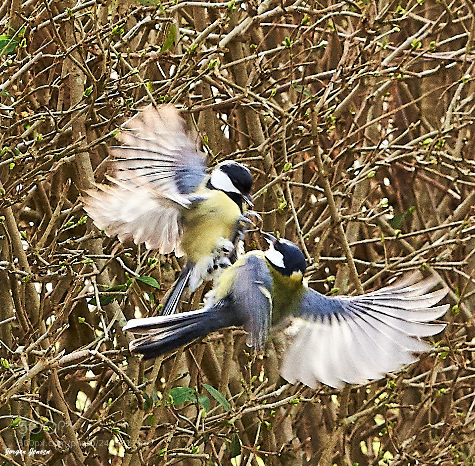 Nikon D700 sample photo. Big tit photography