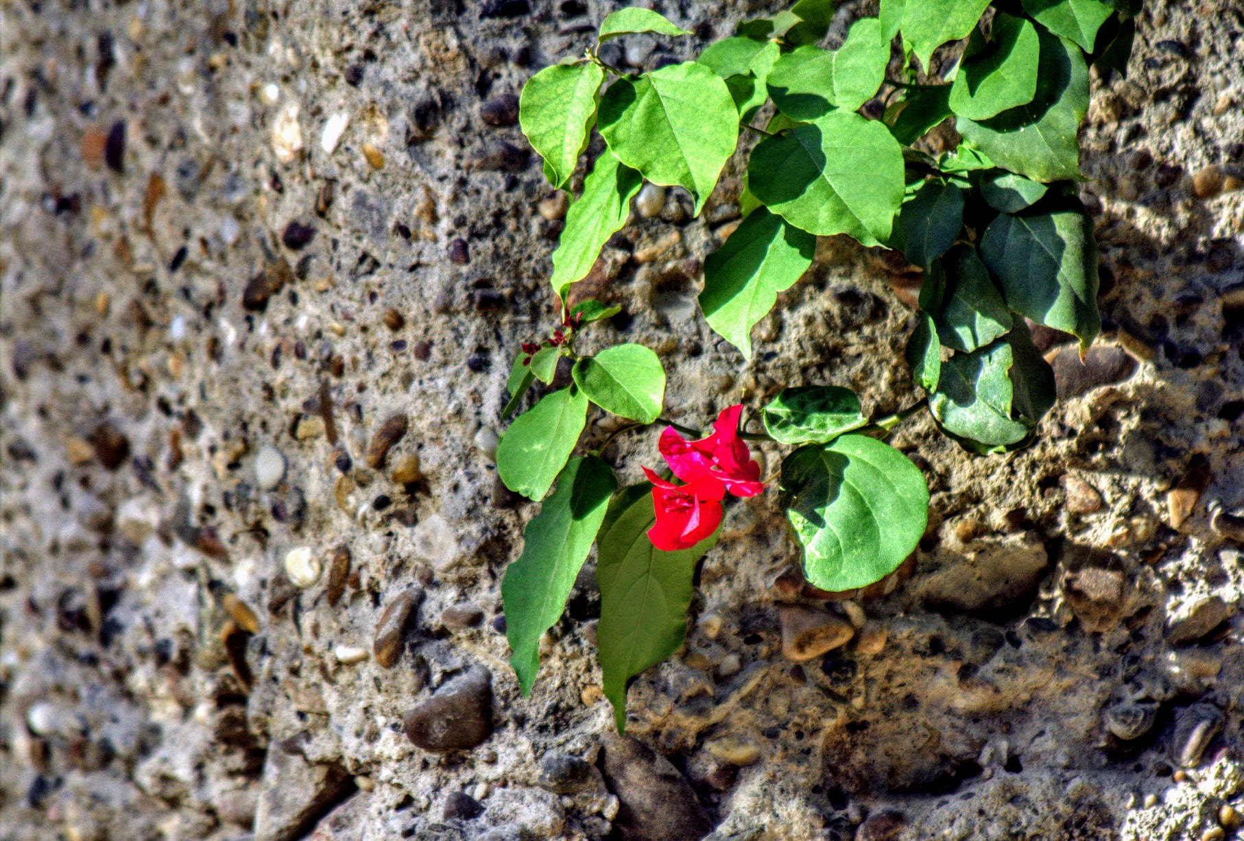 Canon EF 70-300mm F4-5.6 IS USM sample photo. Growing on the wall photography