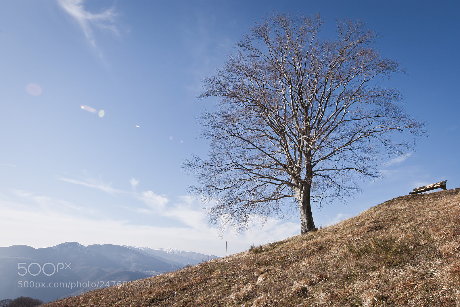 Nikon D80 sample photo. Lonely tree photography