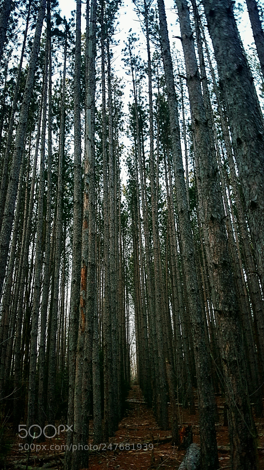 Samsung Galaxy S6 sample photo. In the woods photography