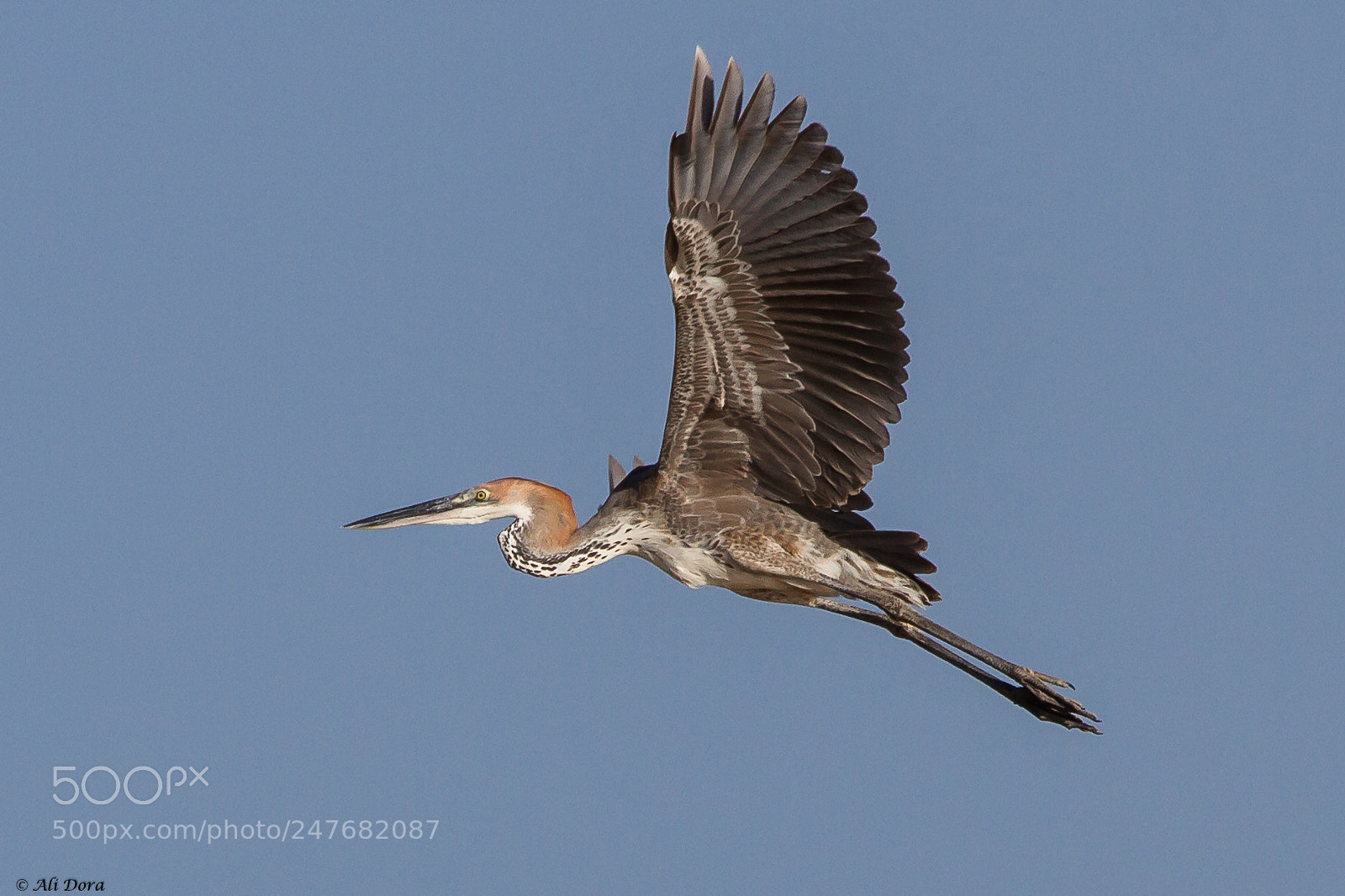 Canon EOS 7D sample photo. Goliath heron photography