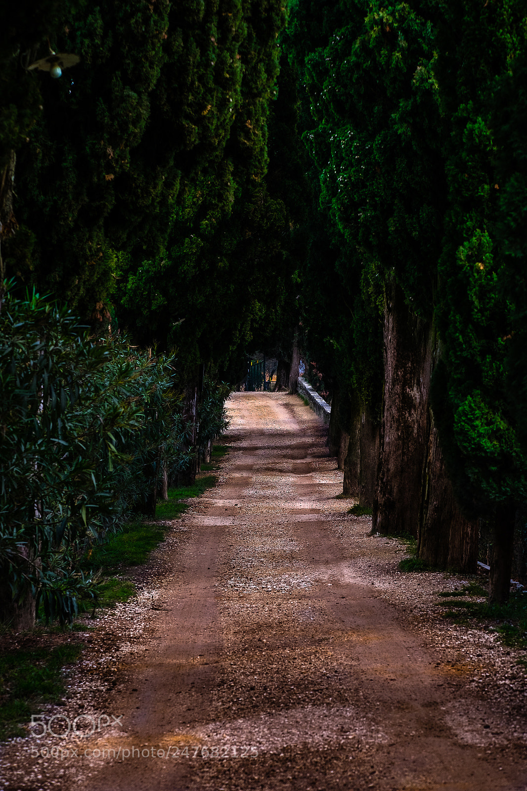 Fujifilm X-T10 sample photo. .. il sentiero ... photography