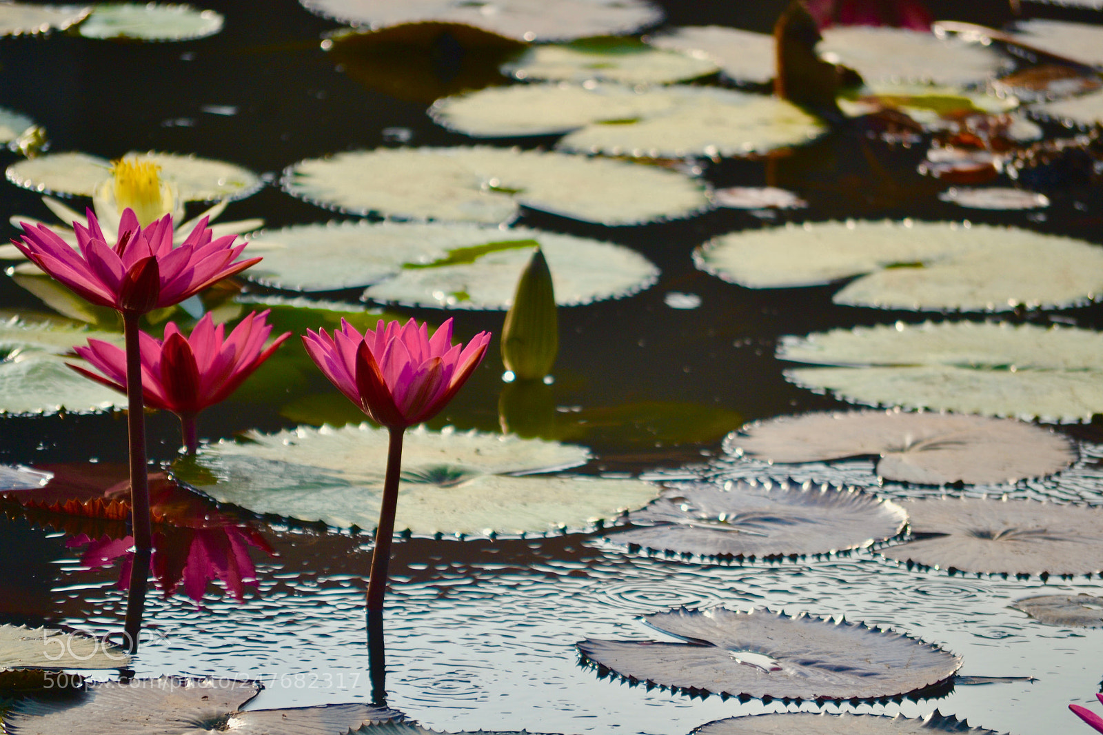 Nikon D3100 sample photo. Togetherness photography