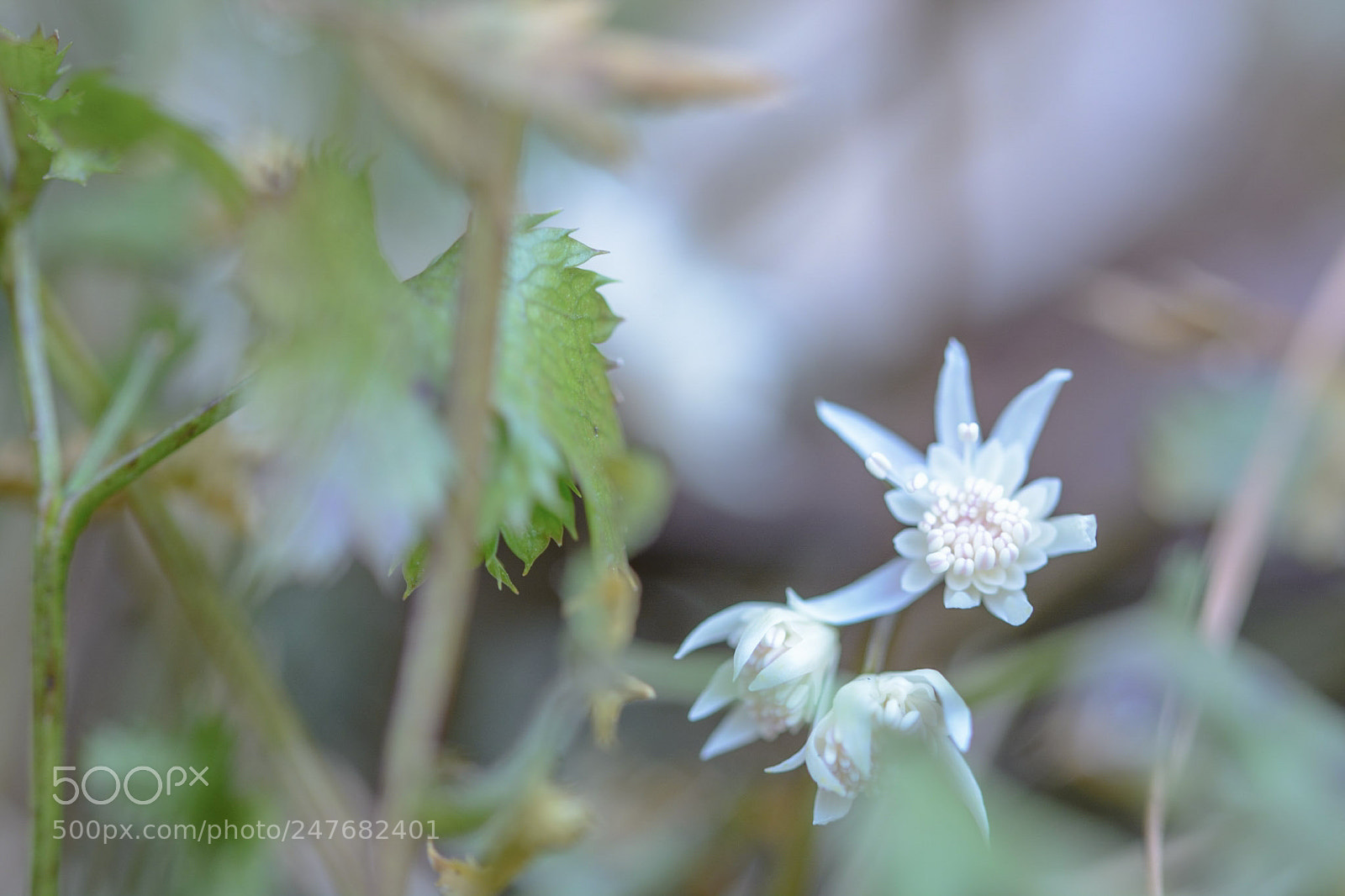 Nikon D7100 sample photo. N? photography