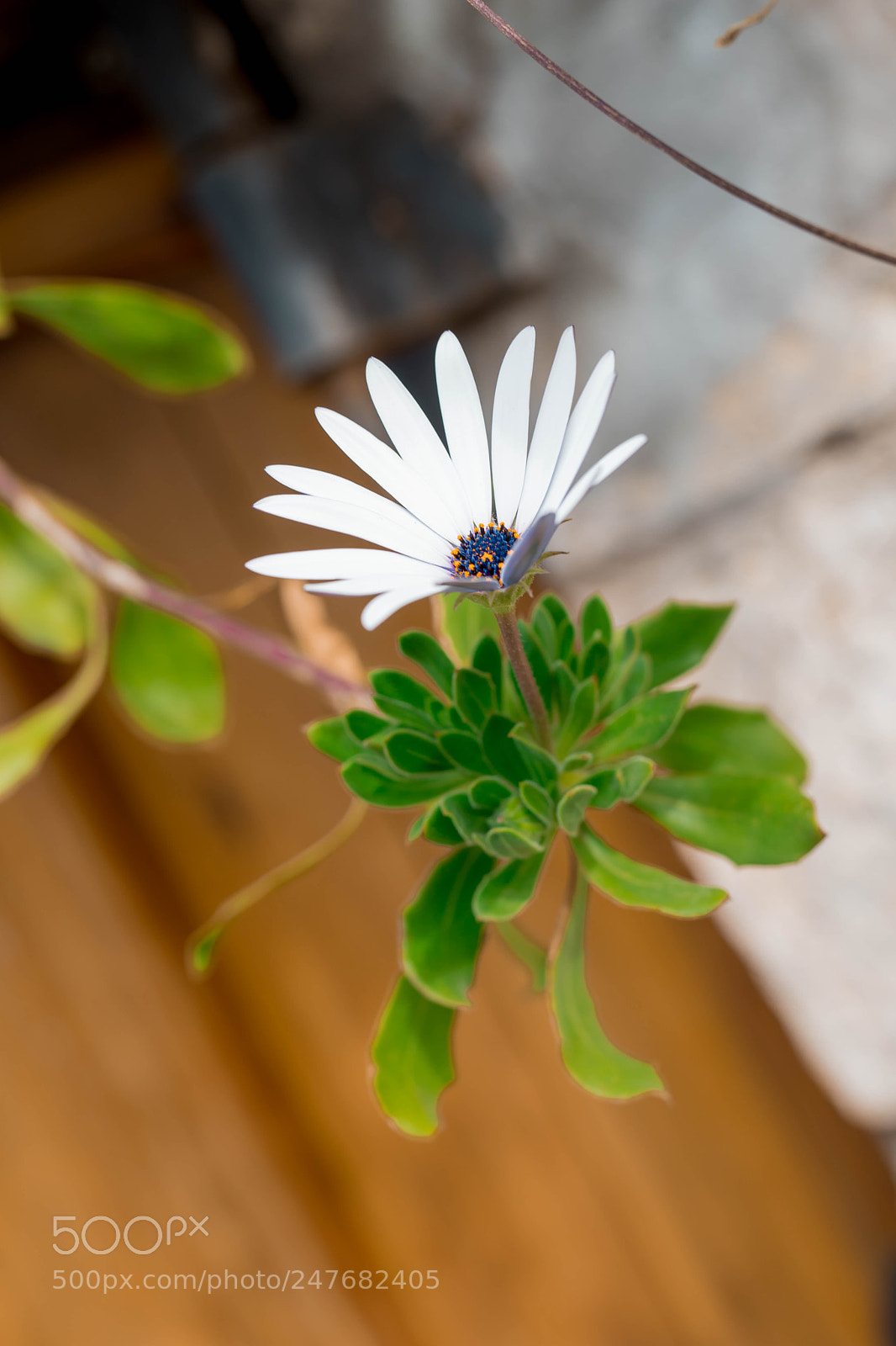 Canon EOS 6D Mark II sample photo. Spring is coming photography
