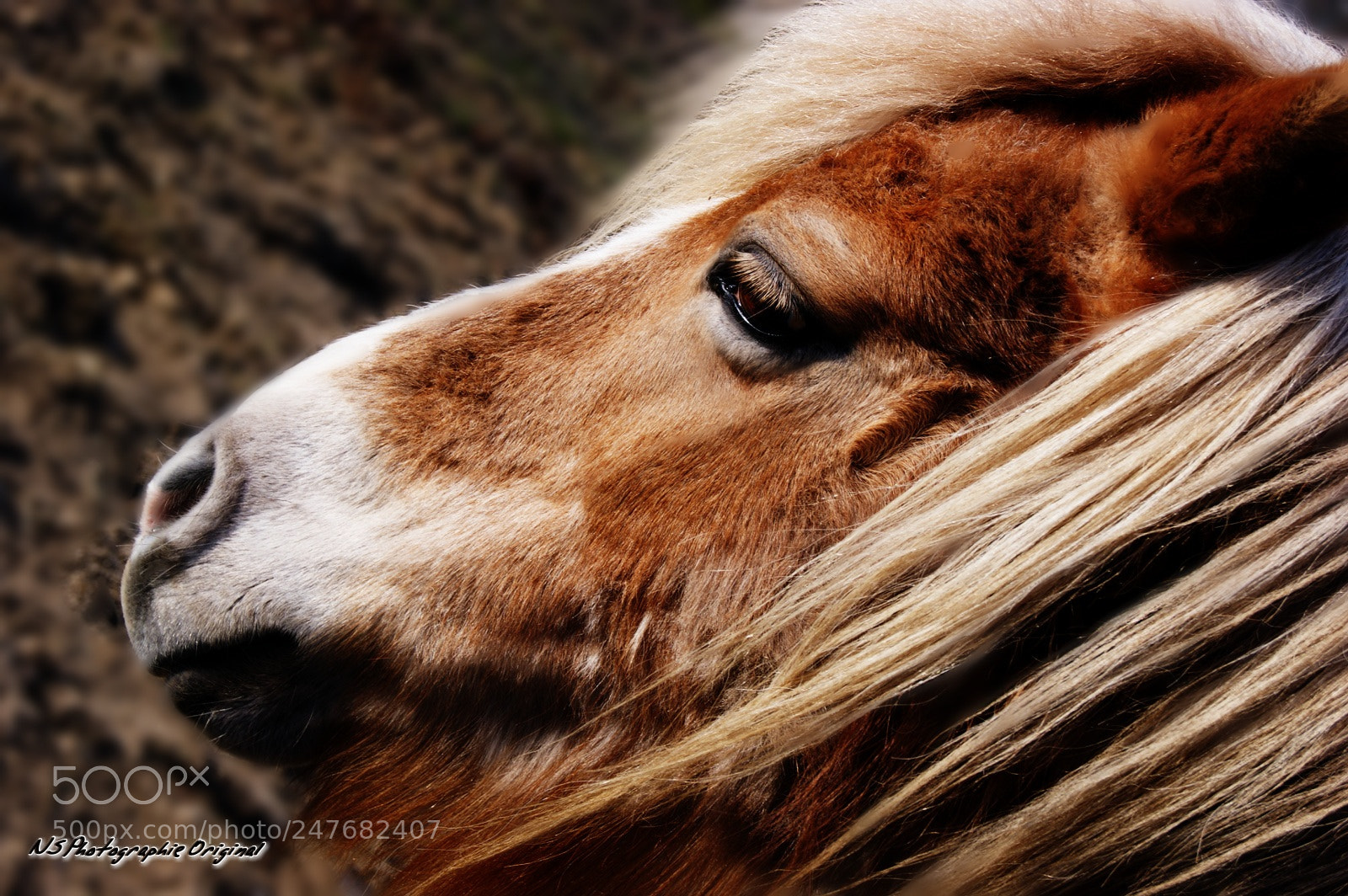 Sony Alpha DSLR-A380 sample photo. Fricotte photography