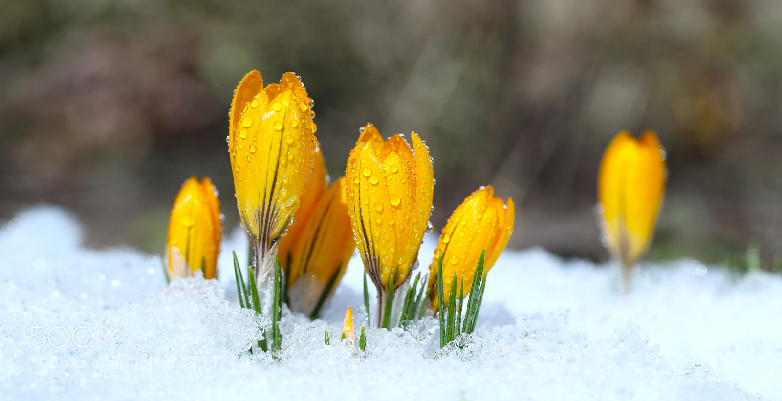 Canon EOS 5D Mark II sample photo. Flowers grow under snow photography