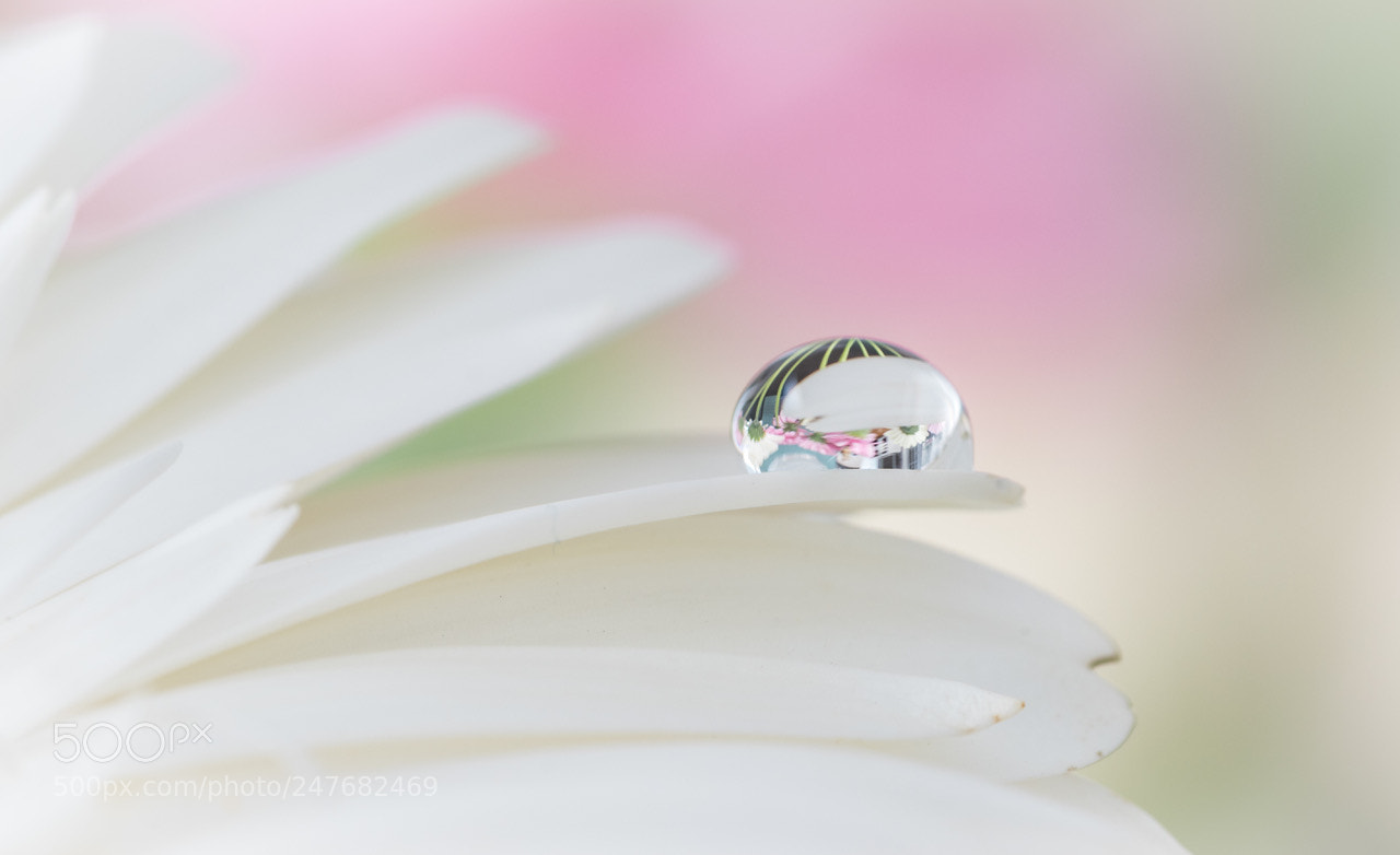 Nikon D5500 sample photo. Tiny drop on a photography