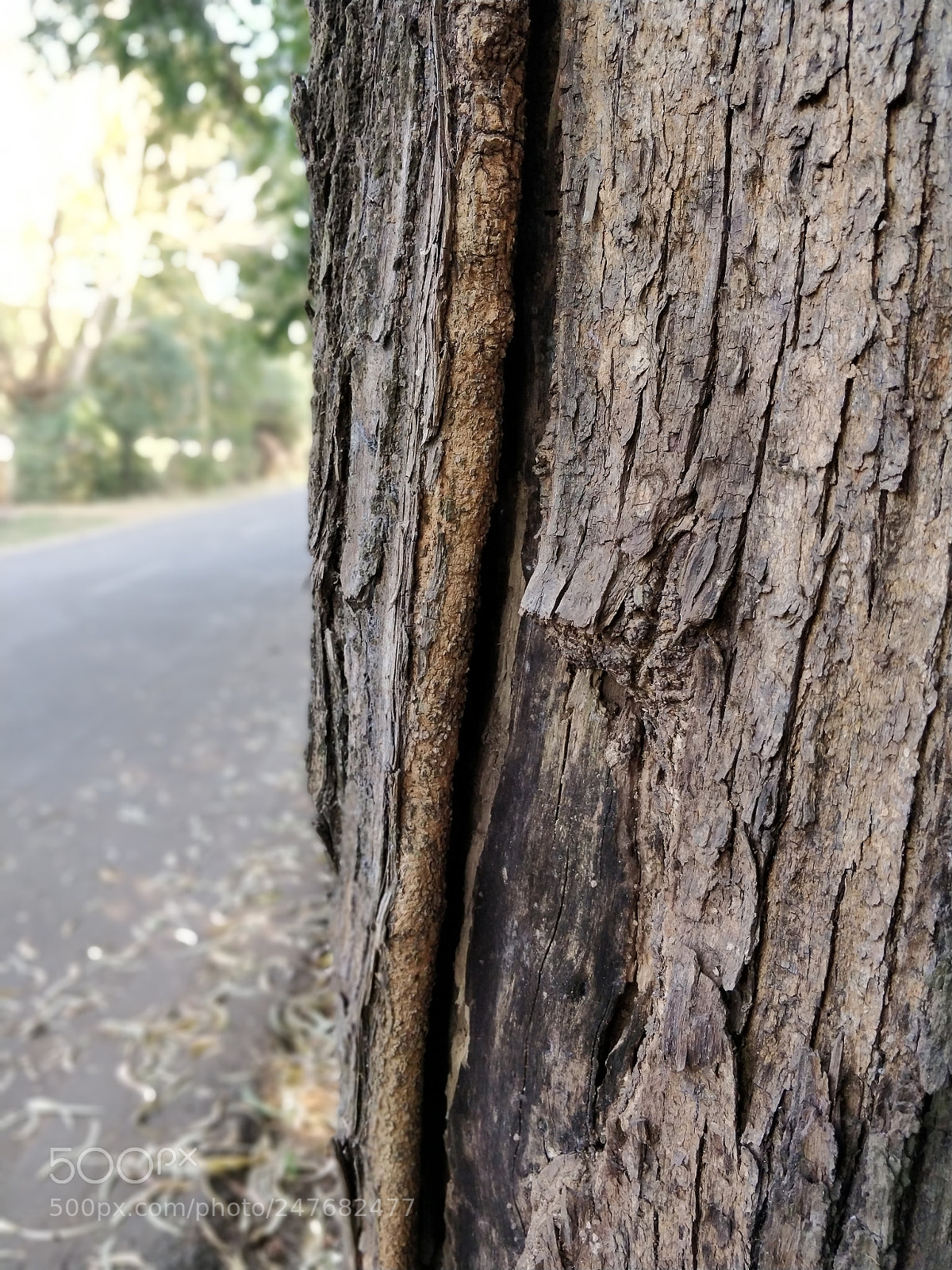 OnePlus 5T sample photo. Glimpse of nature photography