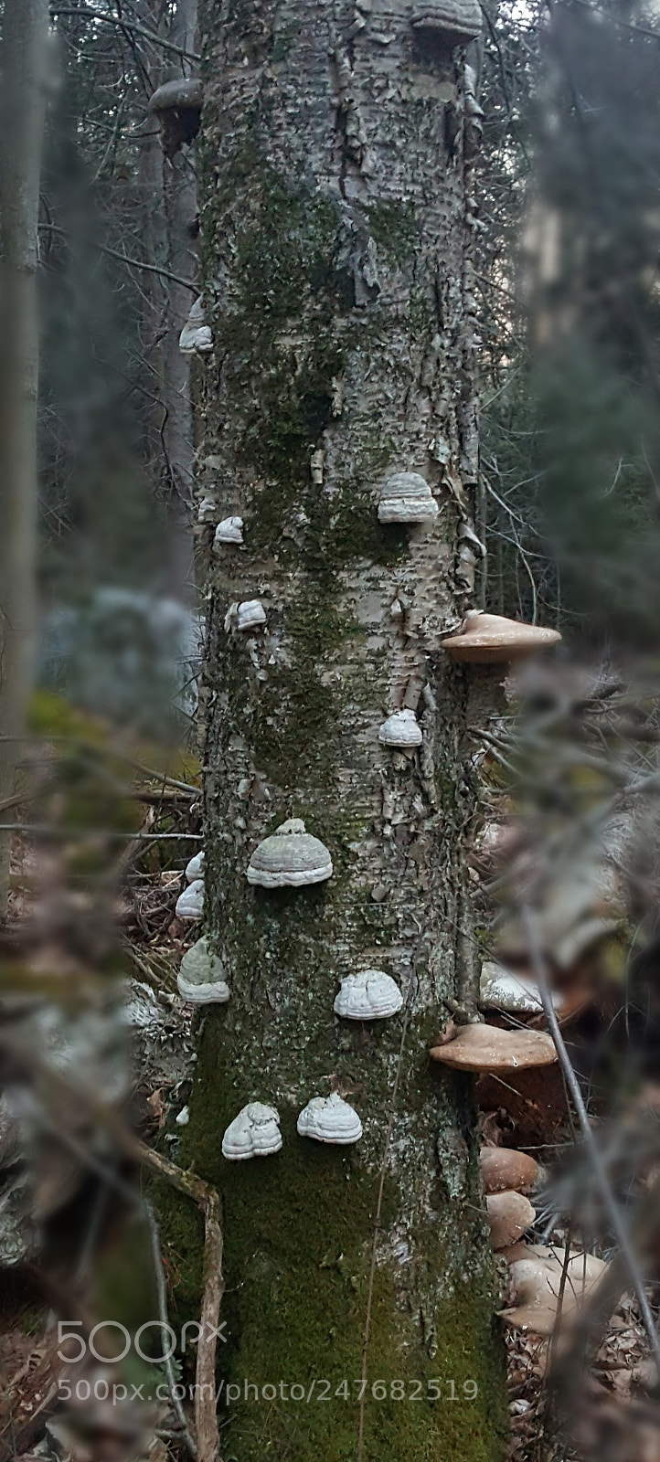 Samsung Galaxy S6 sample photo. The mushroom tree photography