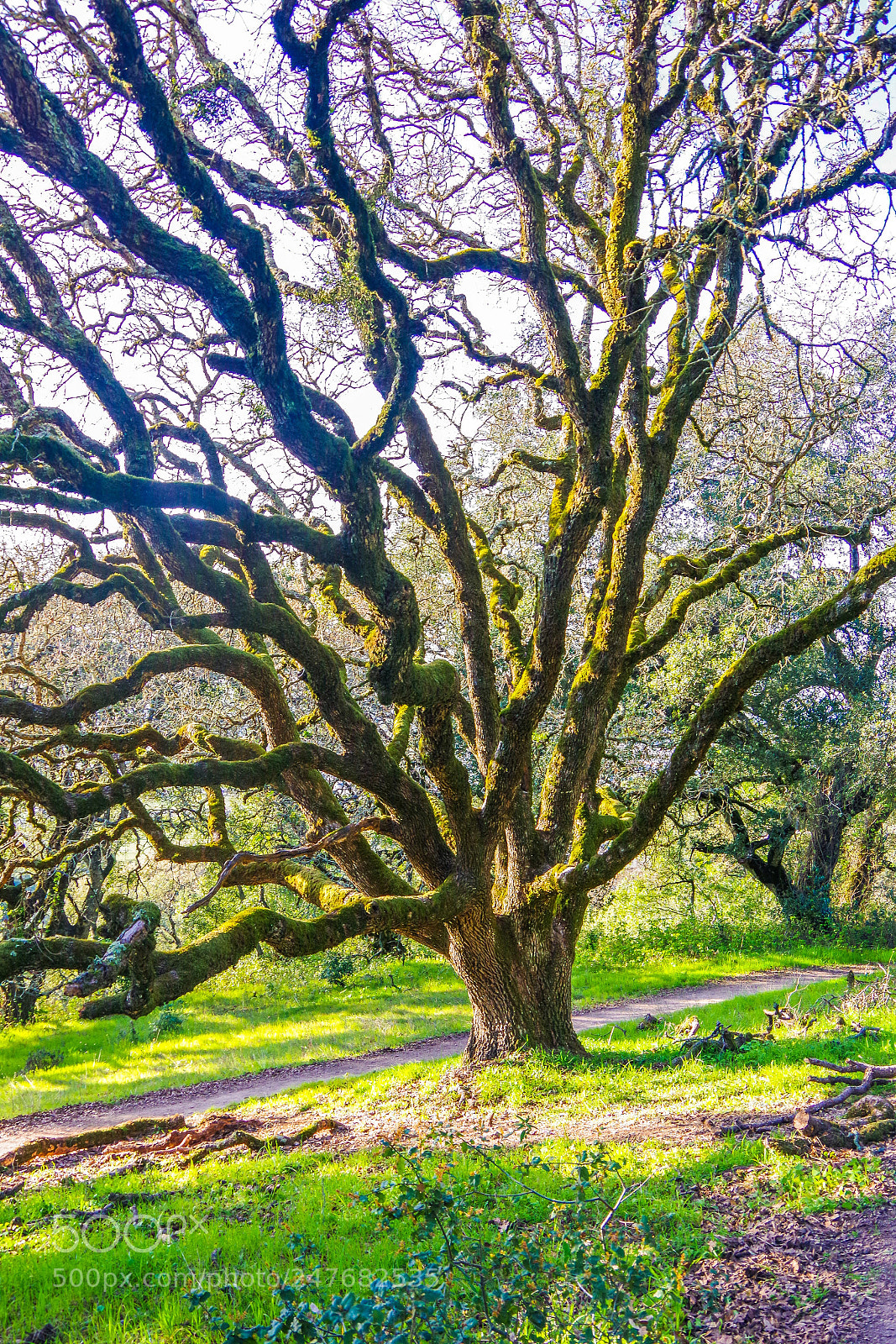 Pentax K-70 sample photo. Tree photography
