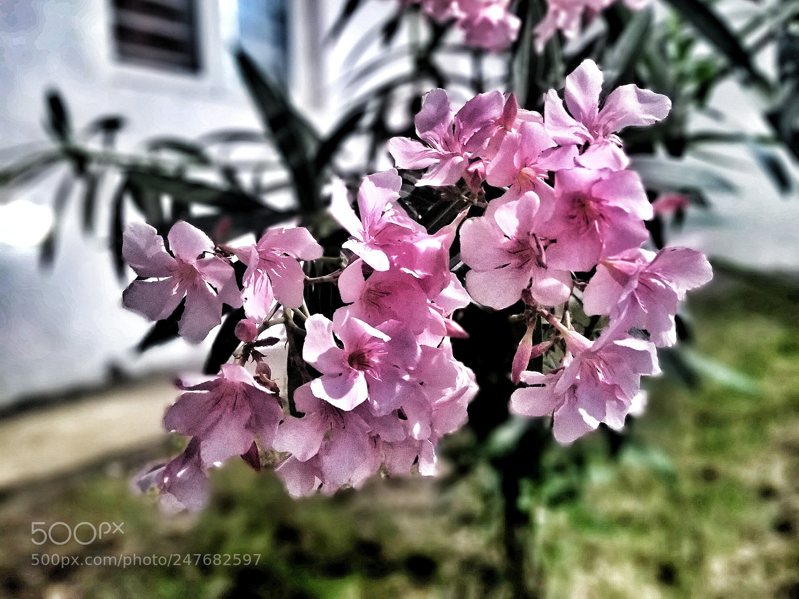 Motorola Moto G (5S) Plus sample photo. Untitled photography