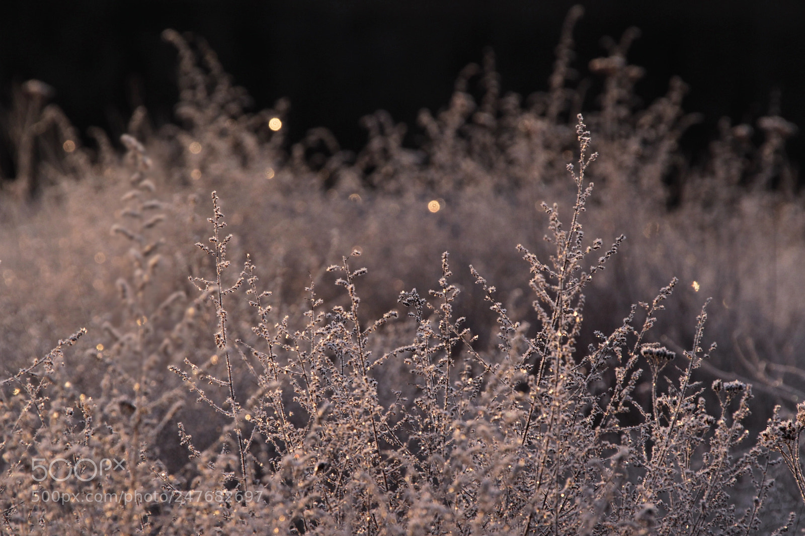 Canon EOS-1D Mark IV sample photo. Untitled photography