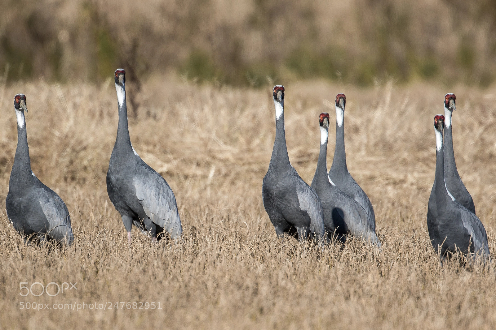 Canon EOS 7D Mark II sample photo. Seven samurai white naped photography