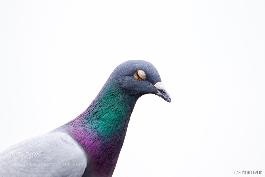 Canon EOS-1D Mark IV sample photo. Thinking photography
