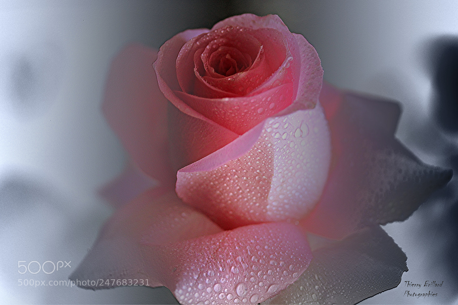 Canon EOS 600D (Rebel EOS T3i / EOS Kiss X5) sample photo. Rose rose et gouttelettes photography
