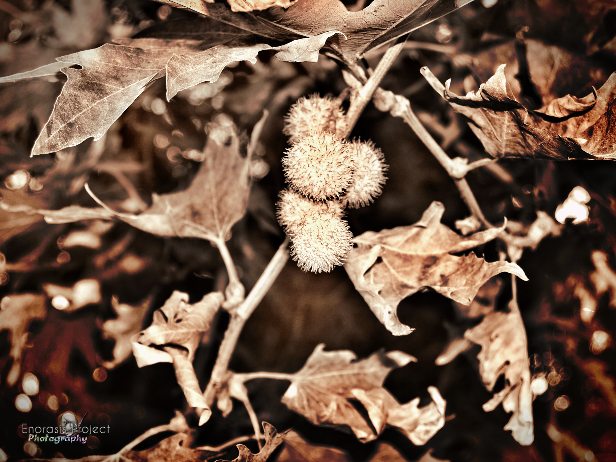 Olympus E-330 (EVOLT E-330) sample photo. Dry leafs from platanus tree ! photography