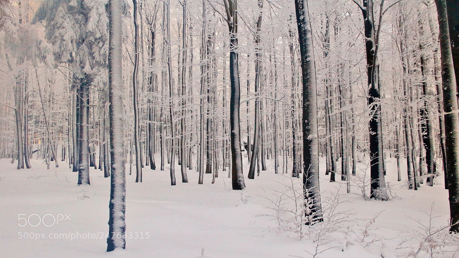 Canon EOS 600D (Rebel EOS T3i / EOS Kiss X5) sample photo. Winterwald ii photography