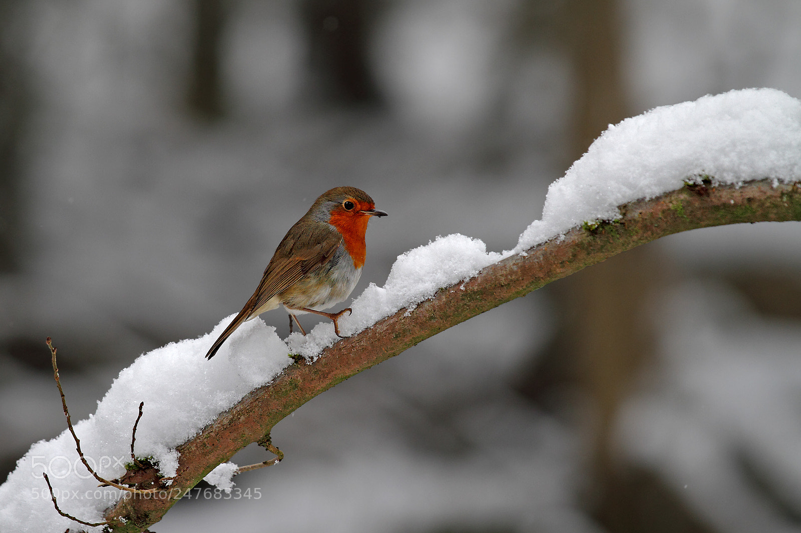 Canon EOS 7D sample photo. Robin castle eden dene photography